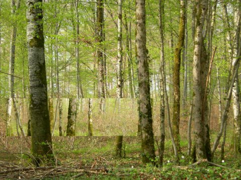 Mirrored treehouse concept on Architizer&nbsp;Blog